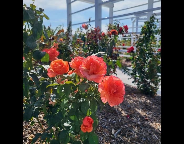 20240822_094519 20240822_094519